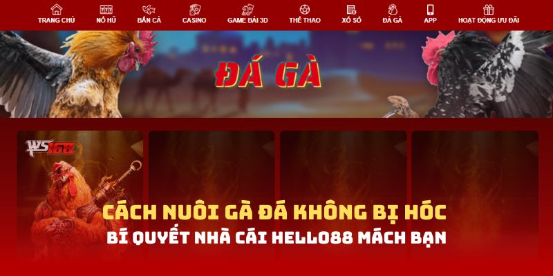 Cách nuôi gà đá không bị hóc – Bí quyết nhà cái Hello88 mách bạn